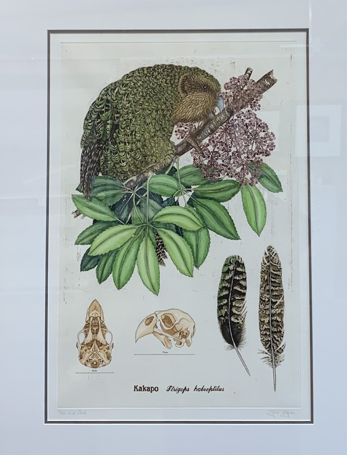 Jo Olgier| Kakap 5/50 | 2nd State ( Nature Study)| McAtamney Gallery an Design Store | Geraldine NZ  